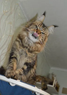 Котенок мейн-кун Черный мрамор MCO n 22 Девочка