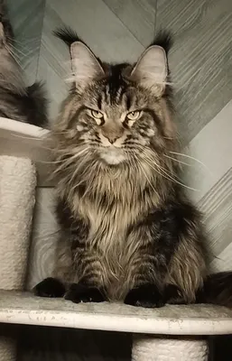 Maine Coon kitten