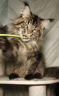 Maine Coon kitten