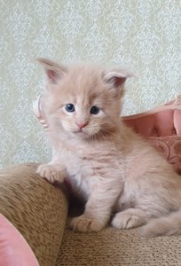 id:6238