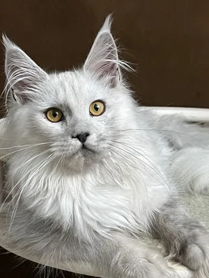 Maine Coon kitten Голубой дым MCO as  Girl