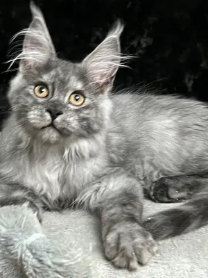 Maine Coon kitten