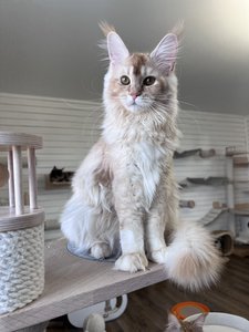 Maine Coon kitten Красный тикированный  на  серебре MCO ds 25 Boy - photo 2