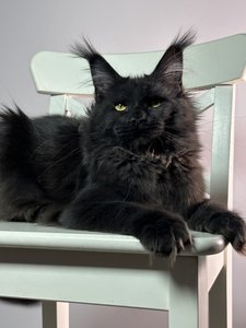 Maine Coon kitten Черный MCO n  Girl - photo 4