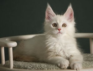 NIMBUS